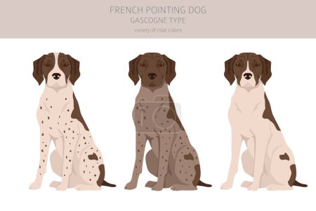Ilustración de French pointing dog, Gascogne type clipart. Different poses, coat colors set.  Vector illustration - Imagen libre de derechos