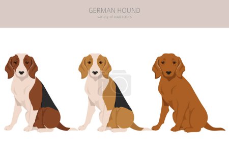 Illustration for German Hound clipart. Different coat colors set.  Vector illustration - Royalty Free Image