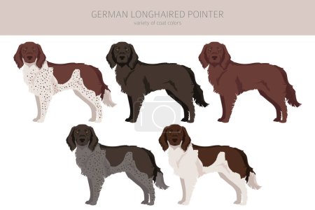 Illustration for German longhaired pointer clipart. Different poses, coat colors set.  Vector illustration - Royalty Free Image