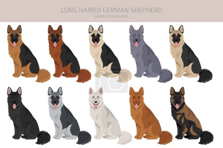 Long haired german shepherd dog  in different coat colors clipart. Vector illustration