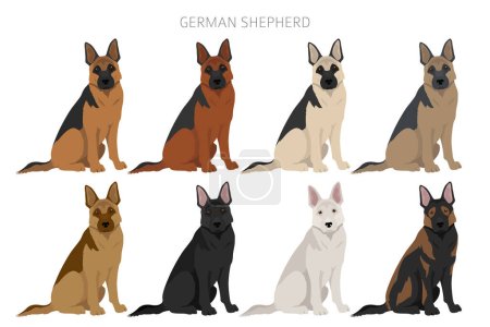 Illustration for German shepherd dog  in different poses and coat colors clipart. Vector illustration - Royalty Free Image