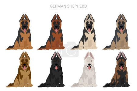 Perro pastor alemán en diferentes poses y los colores de la capa clipart. Ilustración vectorial