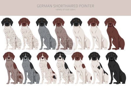 Illustration for German shorthaired pointer clipart. Different poses, coat colors set.  Vector illustration - Royalty Free Image