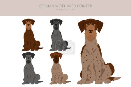Illustration for German wirehaired pointer clipart. Different poses, coat colors set.  Vector illustration - Royalty Free Image