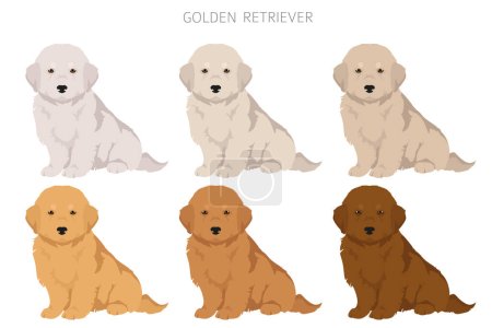Golden Retriever Hunde in verschiedenen Posen und Fellfarben cliparts. Vektorillustration