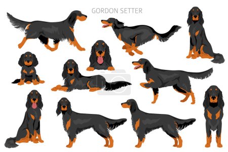Illustration for Gordon setter clipart. Different poses, coat colors set.  Vector illustration - Royalty Free Image