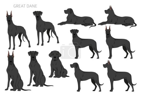 Illustration for Great Dane clipart. Different poses, coat colors set.  Vector illustration - Royalty Free Image