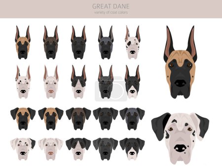 Illustration for Great Dane clipart. Different poses, coat colors set.  Vector illustration - Royalty Free Image