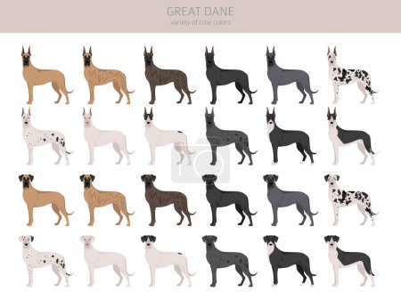 Great Dane clipart. Different poses, coat colors set.  Vector illustration