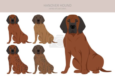 Illustration for Hanover hound clipart. Different poses, coat colors set.  Vector illustration - Royalty Free Image