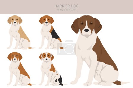 Harrier perro clipart. Distintas poses, colores del abrigo establecidos. Ilustración vectorial