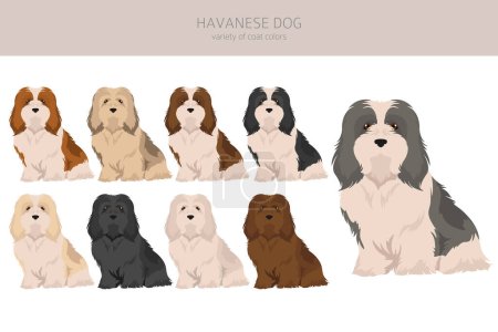 Clipart de perro Havanés. Distintas poses, colores del abrigo establecidos. Ilustración vectorial