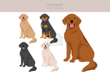 Hovawart perro clipart. Distintas poses, colores del abrigo establecidos. Ilustración vectorial