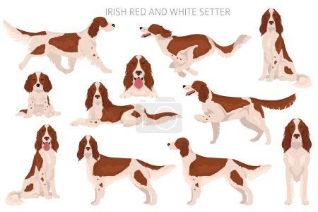 Clipart irlandés de setter rojo y blanco. Distintas poses, colores del abrigo establecidos. Ilustración vectorial