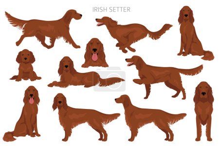 Illustration for Irish red setter clipart. Different poses, coat colors set.  Vector illustration - Royalty Free Image