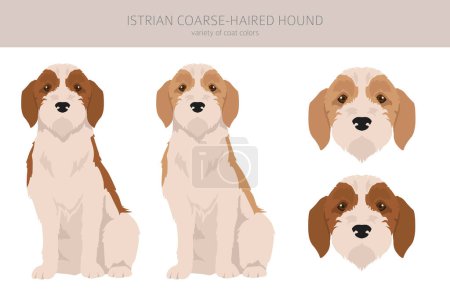 Téléchargez les illustrations : Istrian Coarse-haired hound clipart. Different poses, coat colors set.  Vector illustration - en licence libre de droit