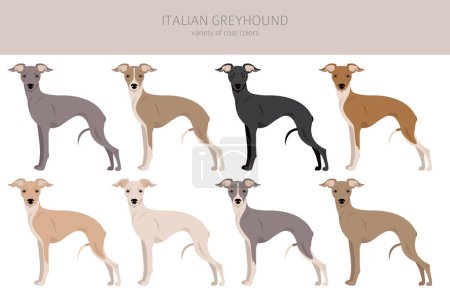Ilustración de Clipart de galgo italiano. Distintas poses, colores del abrigo establecidos. Ilustración vectorial - Imagen libre de derechos