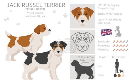 Jack Russel terrier en diferentes poses y colores de abrigo. Abrigo liso y pelo roto. Ilustración vectorial