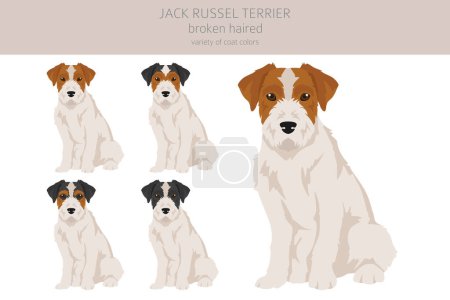 Illustration for Jack Russel terrier in different poses and coat colors. Smooth coat and broken haired.  Vector illustration - Royalty Free Image