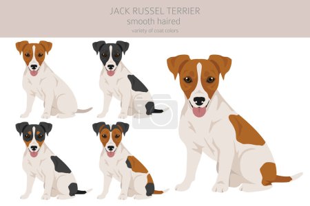 Jack Russel terrier en diferentes poses y colores de abrigo. Abrigo liso y pelo roto. Ilustración vectorial