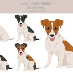 Jack Russel terrier in different poses and coat colors. Smooth coat and broken haired.  Vector illustration