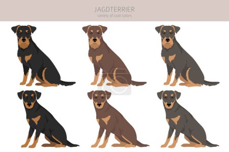 Illustration for Jagdterrier clipart. Different poses, coat colors set.  Vector illustration - Royalty Free Image
