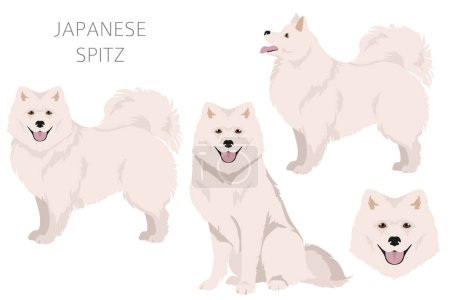 Clipart japonés de spitz. Distintas poses, colores del abrigo establecidos. Ilustración vectorial