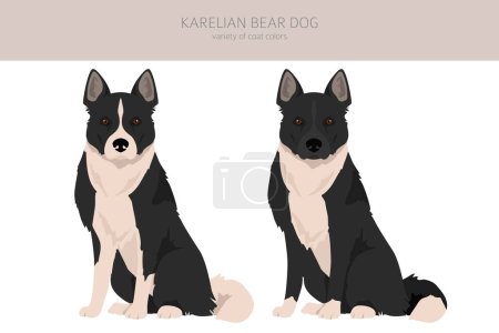 Illustration for Karelian bear dog clipart. Different poses, coat colors set.  Vector illustration - Royalty Free Image