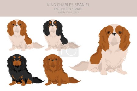 King Chares Spaniel clipart. Distintas poses, colores del abrigo establecidos. Ilustración vectorial
