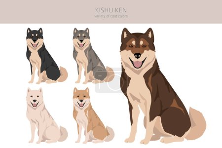 Kishu Ken clipart. Different poses, coat colors set.  Vector illustration