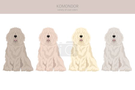 Illustration for Komondor clipart. Different poses, coat colors set.  Vector illustration - Royalty Free Image