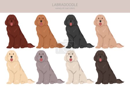 Illustration for Labradoodle clipart. Different poses, coat colors set.  Vector illustration - Royalty Free Image