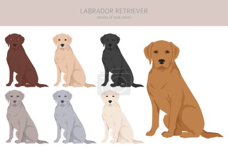Téléchargez les illustrations : Labrador retriever chiens dans différentes poses et robe couleurs clipart. Illustration vectorielle - en licence libre de droit