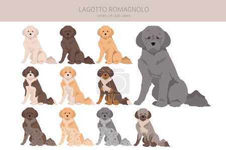Téléchargez les illustrations : Clipart Lagotto Romagnolo. Différentes poses, couleurs de manteau réglées. Illustration vectorielle - en licence libre de droit