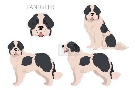 Illustration for Landseer dog clipart. Different coat colors set.  Vector illustration - Royalty Free Image