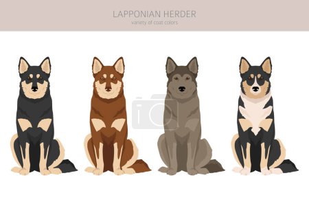 Illustration for Lapponian Herder clipart. Different poses, coat colors set.  Vector illustration - Royalty Free Image