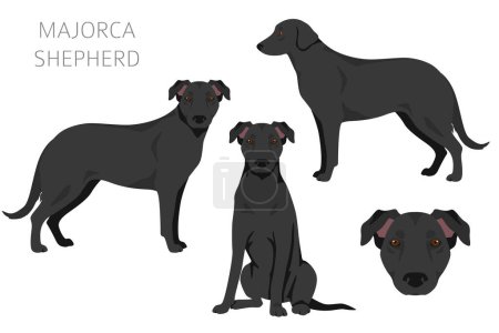 Ilustración de Mallorca Shepherd perro clipart. Todos los colores del abrigo establecidos. Todas las razas de perros características infografía. Ilustración vectorial - Imagen libre de derechos