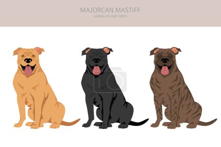 Illustration for Majorcan Mastiff clipart. All coat colors set.  All dog breeds characteristics infographic. Vector illustration - Royalty Free Image