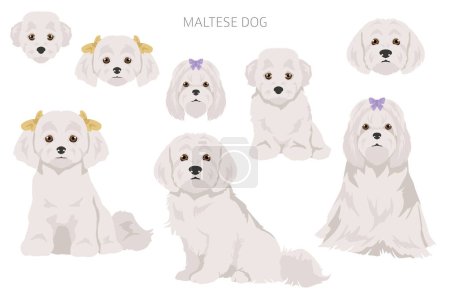 Perros malteses en diferentes poses. Adulto y gran conjunto de cachorros daneses. Ilustración vectorial