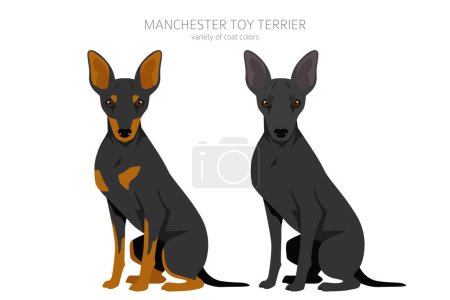 Ilustración de Manchester juguete terrier clipart. Distintas poses, colores del abrigo establecidos. Ilustración vectorial - Imagen libre de derechos