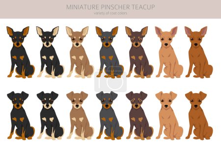 Illustration for Miniature pinscher teacup clipart. Different poses, coat colors set.  Vector illustration - Royalty Free Image