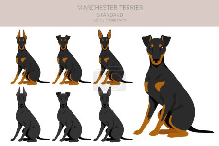 Ilustración de Manchester terrier clipart estándar. Distintas poses, colores del abrigo establecidos. Ilustración vectorial - Imagen libre de derechos