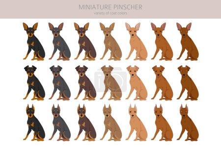 Ilustración de Clipart pinscher miniatura. Distintas poses, colores del abrigo establecidos. Ilustración vectorial - Imagen libre de derechos