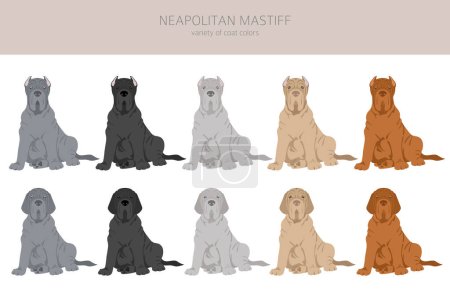 Illustration for Neapolitan Mastiff, Mastino Neapolitano  clipart. Different poses, coat colors set.  Vector illustration - Royalty Free Image