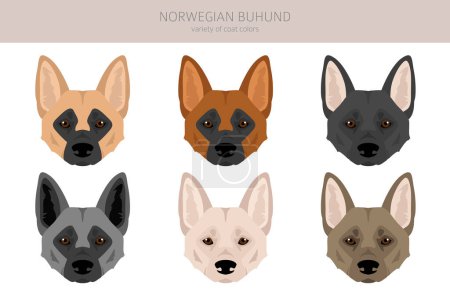 Norwegian Buhund clipart. Distintas poses, colores del abrigo establecidos. Ilustración vectorial