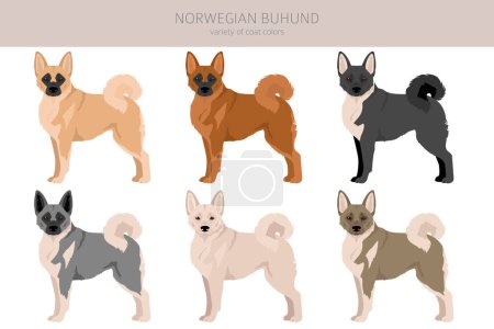 Norwegian Buhund clipart. Distintas poses, colores del abrigo establecidos. Ilustración vectorial