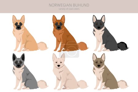 Norwegische Buhund-Clique. Verschiedene Posen, festgelegte Fellfarben. Vektorillustration
