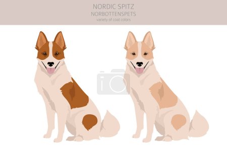 Illustration for Nordic Spitz clipart. Different poses, coat colors set.  Vector illustration - Royalty Free Image