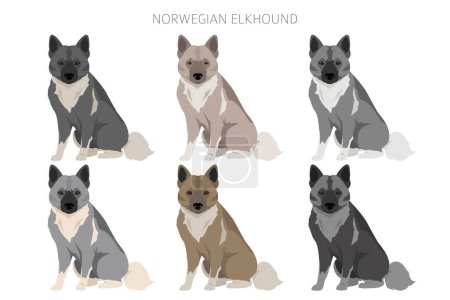 Norwegian elkhound clipart. Different poses, coat colors set.  Vector illustration
