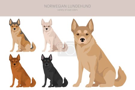 Illustration for Norwegian Lundehund clipart. All coat colors set.; All dog breeds characteristics infographic. Vector illustration - Royalty Free Image
